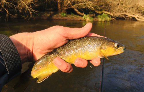 peche de la truite,truite en nymphe,nymphe au fil,peche truite bretagne,rivière bretonne,pêche à la mouche,peche de la truite à la mouche,peche en bretagne; guide de pêche en bretagne