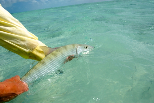 cuba,cayo cruz,avalon,pêche du permit et du tarpon à la mouche,jean-baptiste vidal guide de pêche à la mouche en bretagne