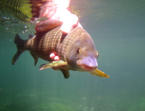 ombre, truites, ïle sur la Sorgues, nymphe à vue, peche a la mouche,  enjoyfishing