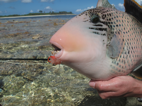 histoire de pêche, balise à la mouche, trigger fish aux Seychelles, pêche à la mouche aux Seychelles, Desroches Islande Fly Fishing, pêche à la mouche, Jean-Baptiste Vidal Moniteur-Guide de pêche, Enjoy Fishing