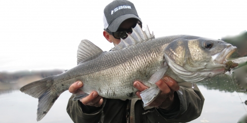 Jean-Baptiste Vidal Moniteur-Guide de pêche à la mouche, Peche du bar à la mouche, bar à vue, bar à la mouche, peche du bar en Bretagne