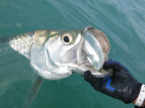 histoire de pêche, gros tarpon à la mouche, pêche à la mouche, pêche du tarpon à la mouche, Cuba Cayo Santa Maria, Enjoy Fishing, Jean-Baptiste Vidal moniteur-guide de pêche