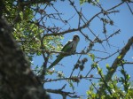 Perroquet-Parrot.JPG