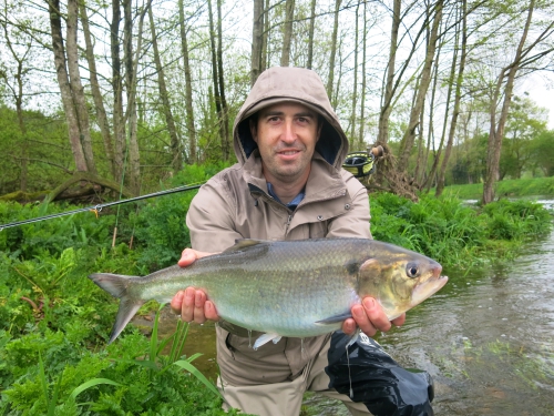 Pêche des migrateurs, pêche du saumon en Bretagne, pêche de l'alose en Bretagne, Jean-Baptiste Vidal guide de pêche, pêche à la mouche en Bretagne, Alose, saumon, Enjoy Fishing