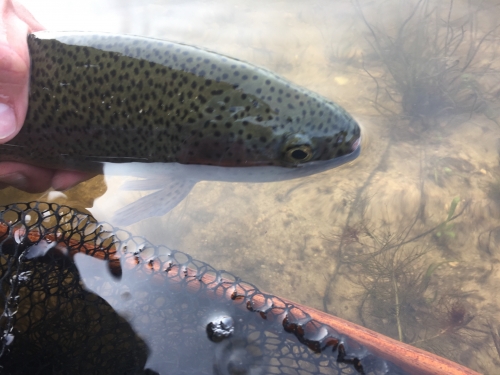 pêche en reservoir,réservoir mouche,pêche à la mouche en bretagne,guide de pêche en bretagne,réservoir parc er bihan,jean-baptiste vidal moniteur-guide de pêche,enjoy fishing