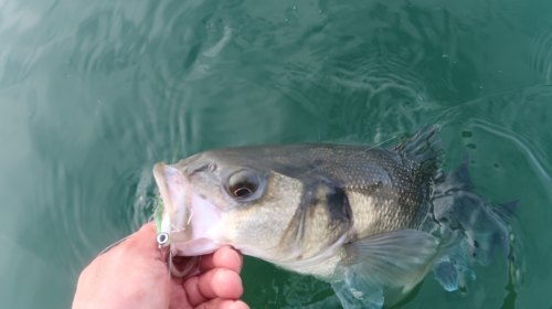 bar à la mouche,pêche du bar,guide pêche mouche bar,gros bar à la mouche,streamer à bar,pêche du bar en bretagne,jean-baptiste vidal moniteur-guide de pêche,enjoy fishing