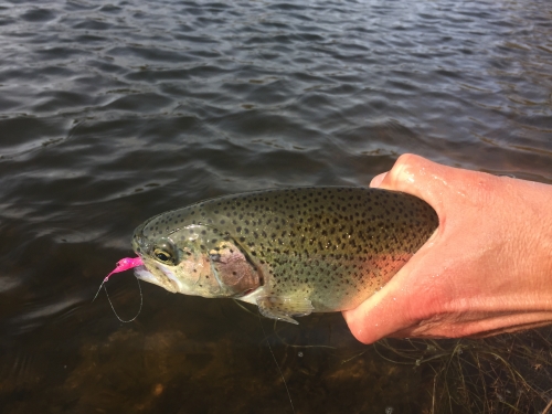 pêche en reservoir,réservoir mouche,pêche à la mouche en bretagne,guide de pêche en bretagne,réservoir parc er bihan,jean-baptiste vidal moniteur-guide de pêche,enjoy fishing