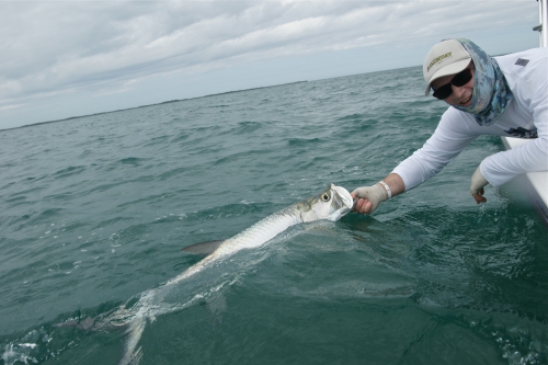 cuba,cayo santa maria,les jardins du roi,pêche du tarpon à la mouche,hosted trip jean-baptiste vidal guide de pêche,enjoy fishing