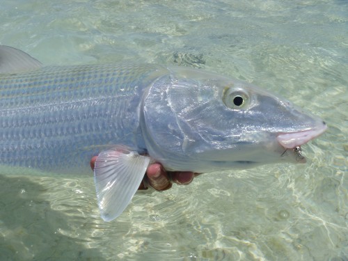 Nouvelle calédonie, bonefish, bonefish trophée, bonefishing, peche a la mouche, saltwater, enjoyfishing