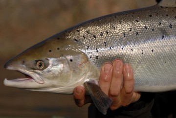 ponoi pêche russie saumon e01c6bff0c4f2900e204fcb4480c31a2.jpg