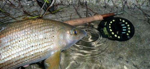 ombre,truites,ïle sur la sorgues,nymphe à vue,peche a la mouche,enjoyfishing