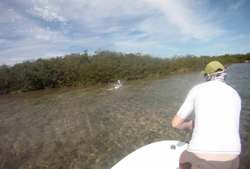 cuba,cayo santa maria,les jardins du roi,pêche du tarpon à la mouche,hosted trip jean-baptiste vidal guide de pêche,enjoy fishing