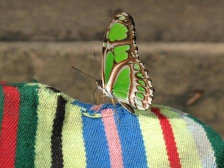 tsimane lodge, dorado, bolivie, pacu, pêche a la mouche, jungle bolivienne, untamed angling, enjoyfishing