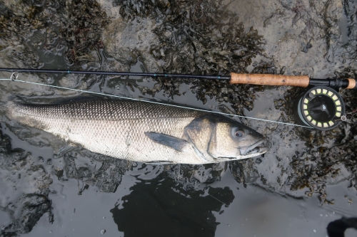 bar à vue à la mouche,bar à la mouche,bar à vue,pêche du bar,bar en estuaire,jean-baptiste vidal guide de pêche à la mouche,enjoy fishing