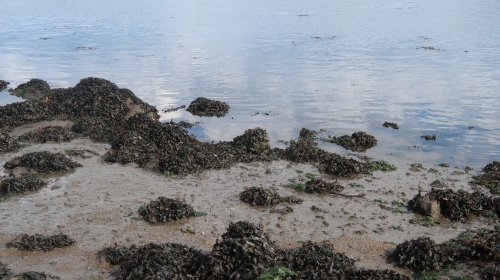 bar à vue, bar à vue à la mouche, gros bars à la mouche, peche du bar à la mouche, traque de bars trophées, gros bars, bars en Bretagne, pêche du bar en Bretagne, Guide de pêche au bar, guide de pêche au bar à la mouche, Jean-Baptiste Vidal Moniteur-Guide, Enjoy Fishing