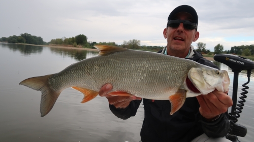 aspe à la mouche, pêche de l'aspe, pêche sur la Loire, traque de l'aspe à la mouche