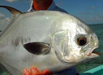 Mexique, Ascencion Bay, Punta Allen, permit, bonefish, tarpon, snook, peche a la mouche, fly fishing, Mexico