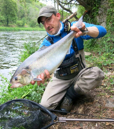 alose en bretagne,alose à la mouche,guide de pêche alose,peche de l'alose,aulne,blavet,enjoy fishing,jean-baptiste vidal guide de pêche en bretagne