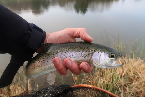 pêche en reservoir,réservoir mouche,pêche à la mouche en bretagne,guide de pêche en bretagne,réservoir st conan,jean-baptiste vidal moniteur-guide de pêche,enjoy fishing