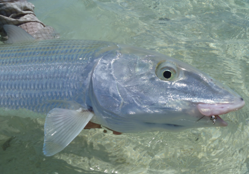 histoire de pêche,énorme bonefish à la mouche,bonefish de nouvelle calédonie,beonfish trophée,gros bonefish,jean-baptiste vidal moniteur-guide de pêche,enjoy fishing