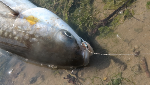 mulet à la mouche, pêche du mulet, mulet en Bretagne, pêche du mulet en estuaire à la mouche, mouches à mulets, Jean-Baptiste Vidal Moniteur-Guide de pêche, Enjoy Fishing, Ardent Pêche