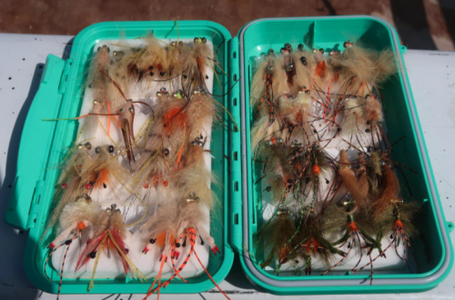 pêche du permit,permit à la mouche,voyage en diy au mexique,pêche du permit au mexique,la fièvre du permit,pêche à la mouche exotique,jean-baptiste vidal moniteur-guide de pêche,enjoy fishing,truites&cie